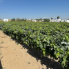 Finca segregada  de 5.500 m2 con viñedo en producción zona Venta Tocino 